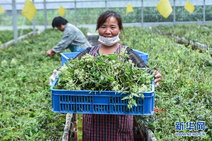 浙江慈溪：鹽鹼地科技種植助力現代農業