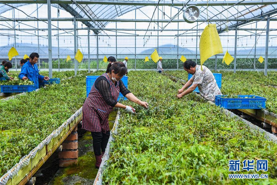 浙江慈溪：鹽鹼地科技種植助力現代農業