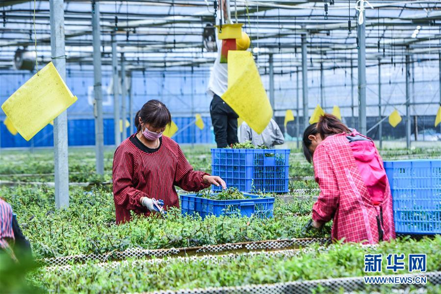 浙江慈溪：鹽鹼地科技種植助力現代農業