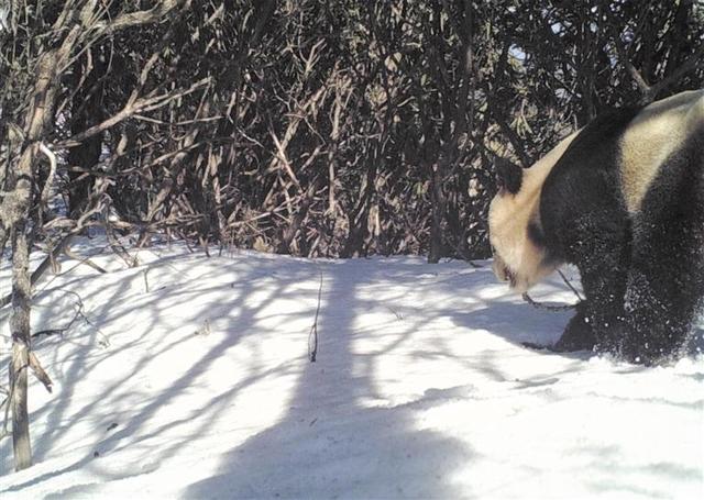 時隔6年 野生大熊貓再現四川彭州白水河