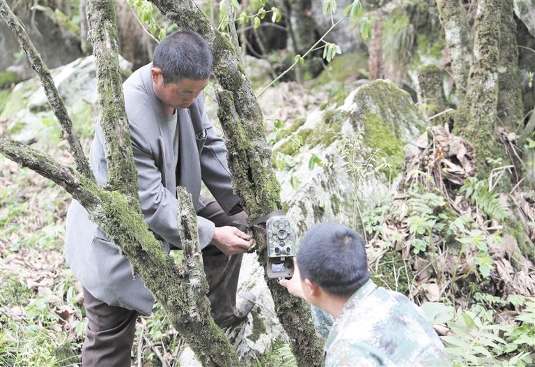 時隔6年 野生大熊貓再現四川彭州白水河