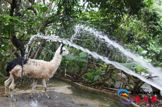 深圳：泡澡、吃沙拉，吹空調……動物避暑有“涼方”