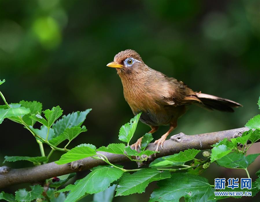 山東：尋找初夏大美之鳥