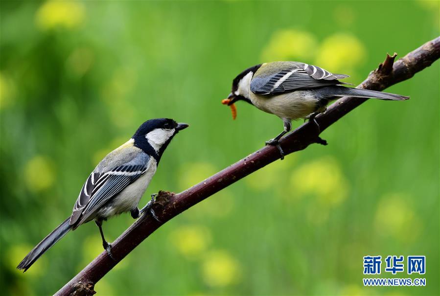 山東：尋找初夏大美之鳥