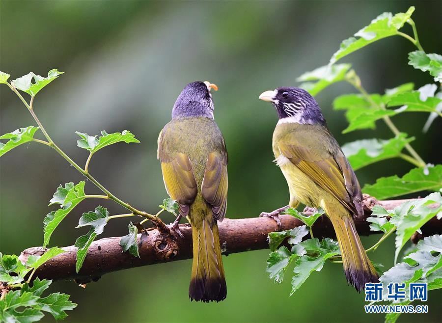 山東：尋找初夏大美之鳥