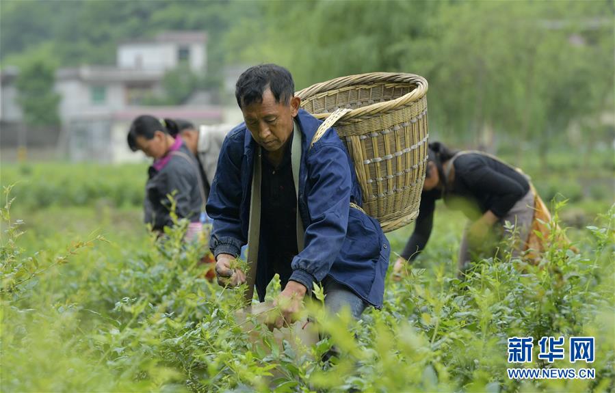 土家“藤茶”——藤蔓揉成的山間美味