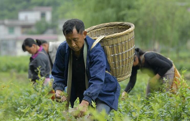 土家“藤茶”藤蔓揉成山間美味