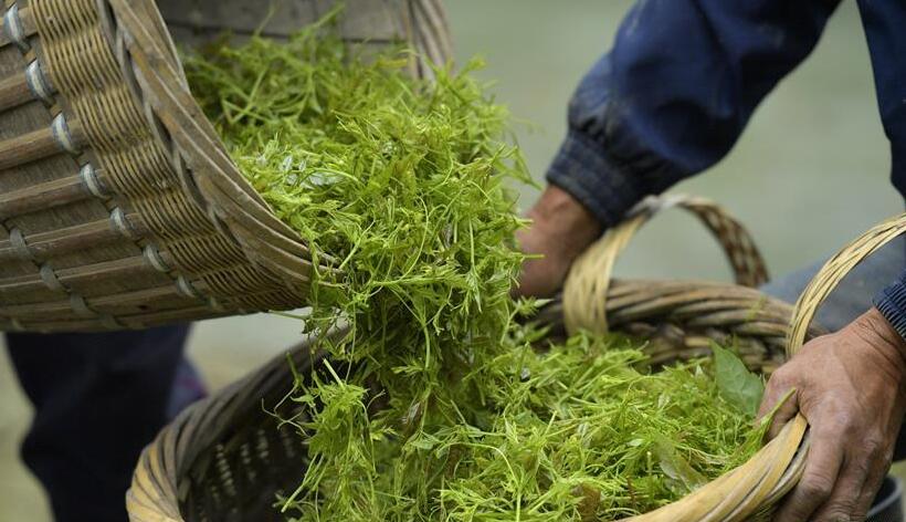 土家“藤茶”藤蔓揉成山間美味