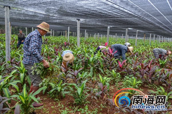 【瓊島先鋒圖文列表】【即時快訊】海南冬季花卉迎來銷售旺季 走俏全國各地