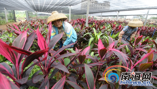 【瓊島先鋒圖文列表】【即時快訊】海南冬季花卉迎來銷售旺季 走俏全國各地