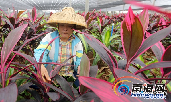 【瓊島先鋒圖文列表】【即時快訊】海南冬季花卉迎來銷售旺季 走俏全國各地