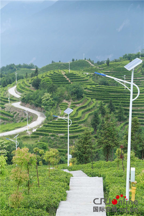 湖北巴東：守住長江生態 捧出“綠色”好茶