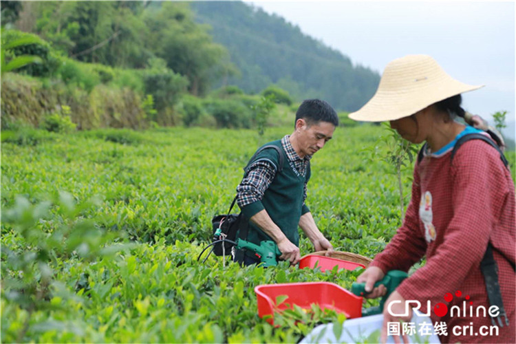 湖北巴東：守住長江生態 捧出“綠色”好茶