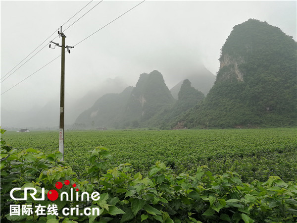 【唐已審】【供稿】【焦點圖】【移動端-焦點圖】【八桂大地、八桂大地-河池】河池市宜州區獲評“中國桑蠶之鄉”稱號