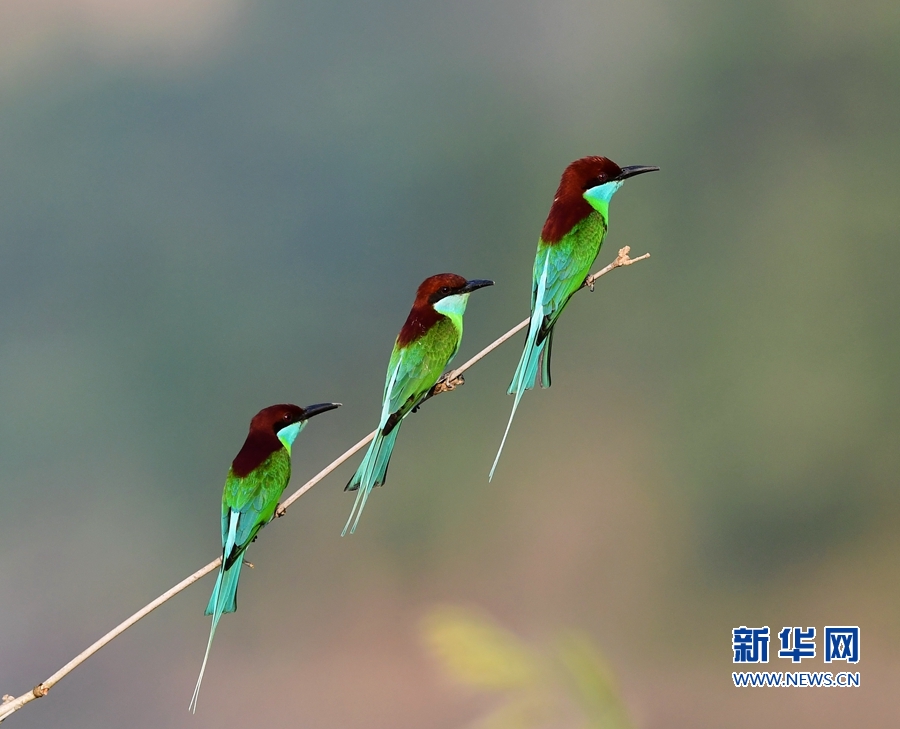 福建：藍喉蜂虎 林間精靈