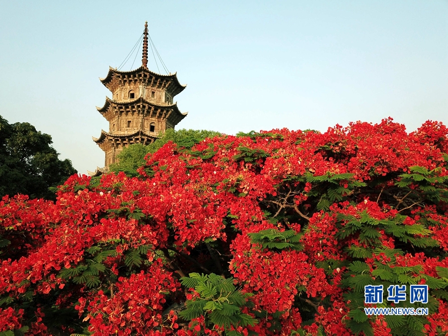 福建泉州：鳳凰花開 映紅古城