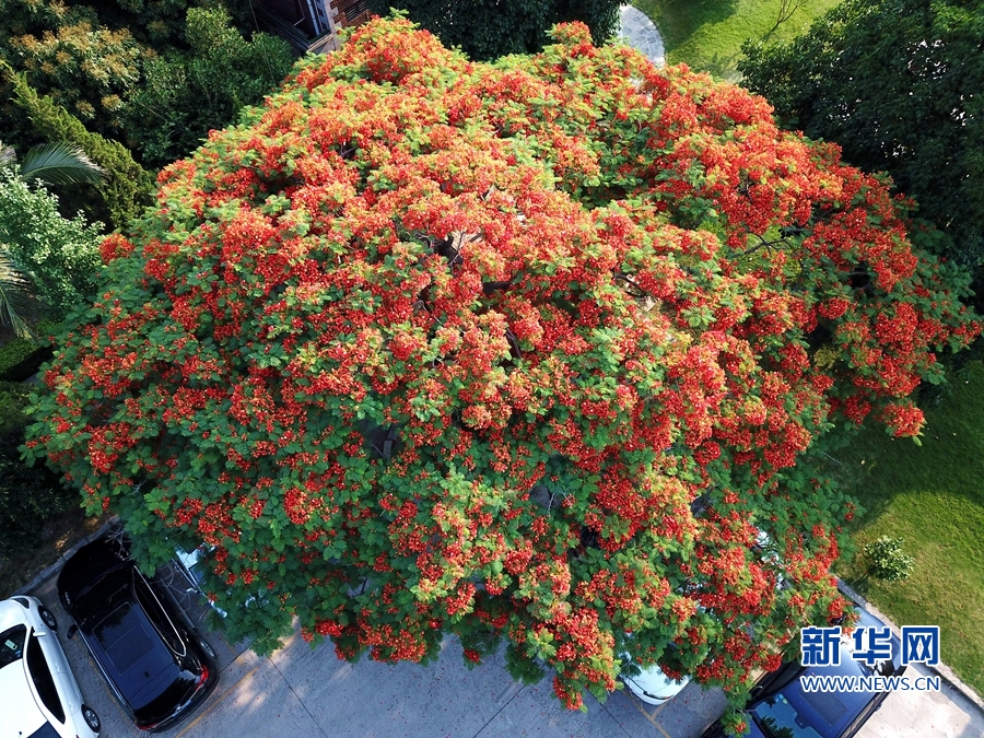 福建泉州：鳳凰花開 映紅古城