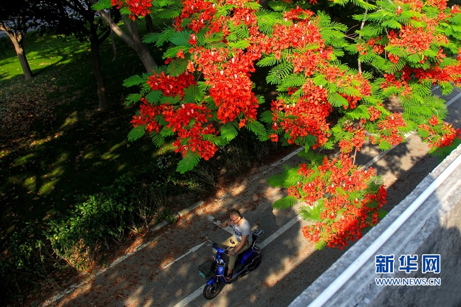 福建泉州：鳳凰花開 映紅古城