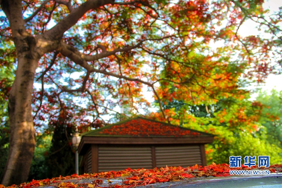 福建泉州：鳳凰花開 映紅古城