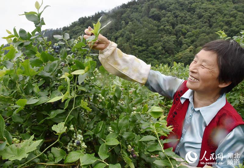 湖北保康：藍莓熟了 農民樂了