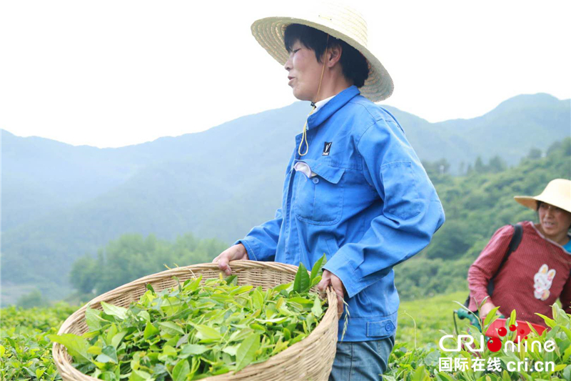 湖北巴東：綠色鄉村振興 優茶領軍脫貧