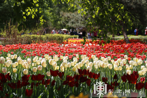 哈爾濱市現有公園42個近九成免費開放