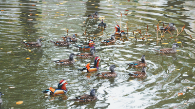 哈爾濱市現有公園42個近九成免費開放