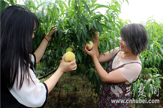 枝江仙女鎮村民自辦蟠桃節 “以節為媒”助力鄉村振興