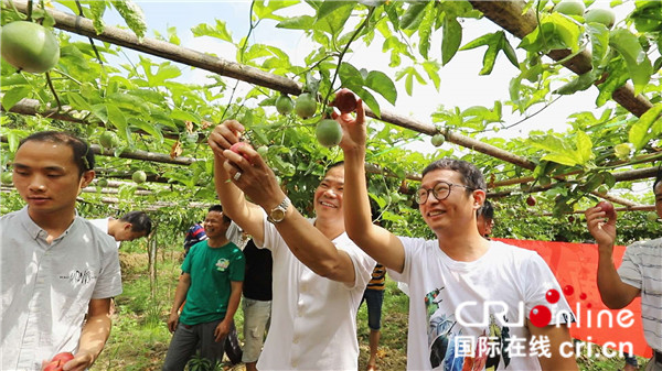 【供稿】【已過審】【移動端-標題列表】【八桂大地-南寧】【八桂大地】【熱門文章】小果牽出大産業 北流新一季百香果正式開摘上市