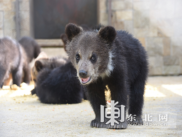 環尾狐猴棕熊寶寶齊賣萌 動物“小可愛”六一將集體亮相