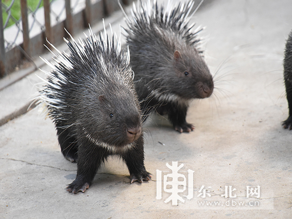 環尾狐猴棕熊寶寶齊賣萌 動物“小可愛”六一將集體亮相