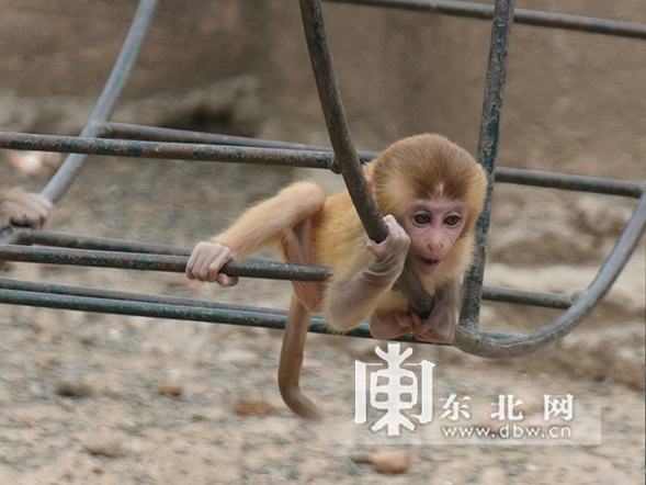 環尾狐猴棕熊寶寶齊賣萌 動物“小可愛”六一將集體亮相