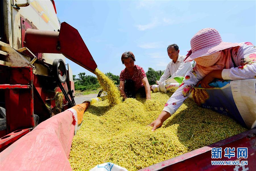 山東：麥收季 金滿地