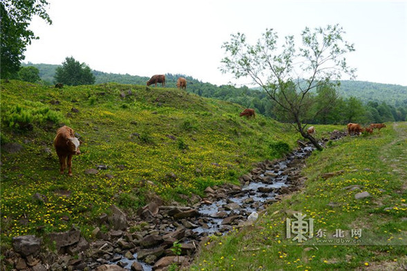 牡丹江重點國有林管理局全境“封山禁牧”進入倒計時