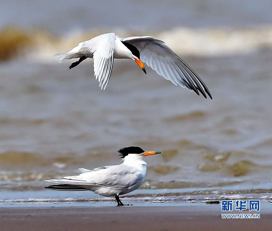 福建：“神話之鳥”再現閩江沙洲