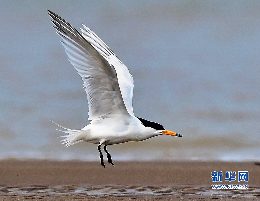 福建：“神話之鳥”再現閩江沙洲