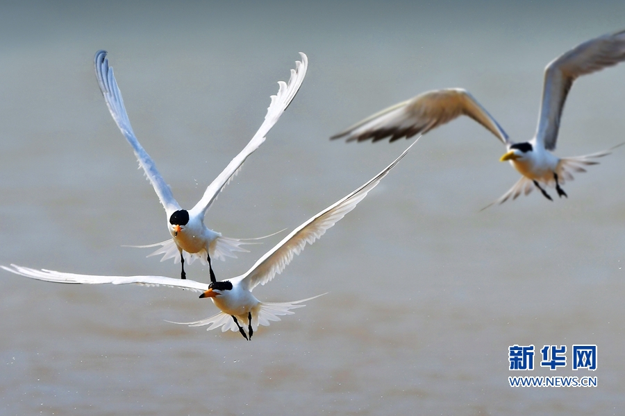 福建：“神話之鳥”再現閩江沙洲