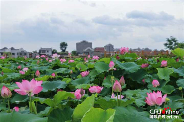 【原創】【已過審】【移動端-標題列表】【八桂大地-貴港】【焦點圖】（首頁標題）第32屆全國荷花展覽將於6月26日開幕 （內容頁標題）第32屆全國荷花展覽將於6月26日開幕 萬盆荷花將綻放荷城貴港