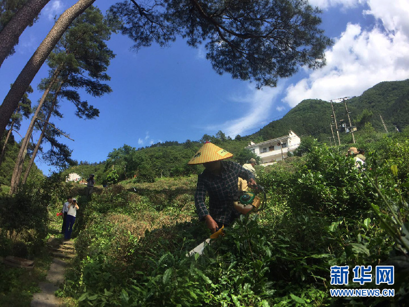 安徽：探秘江南“三江”源 枝繁葉茂生態絕美