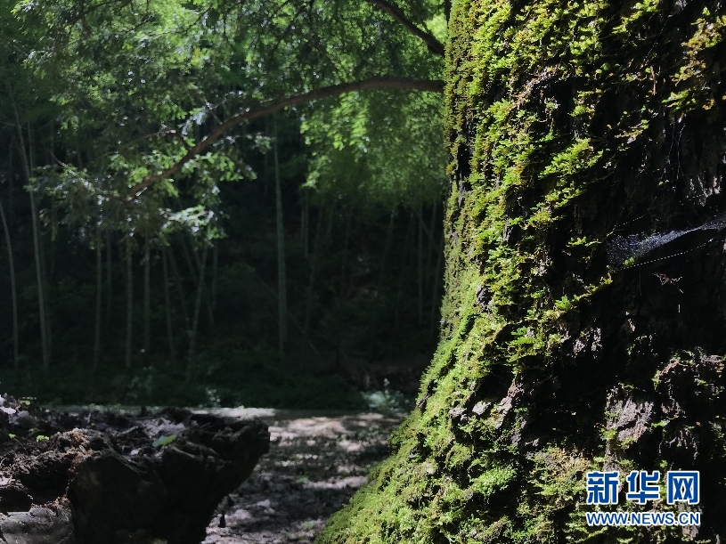 皖南深山古樹群 枝繁葉茂傳千載