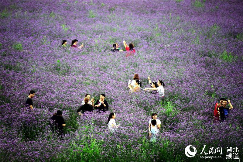 湖北十堰：花開鄖陽遊客來