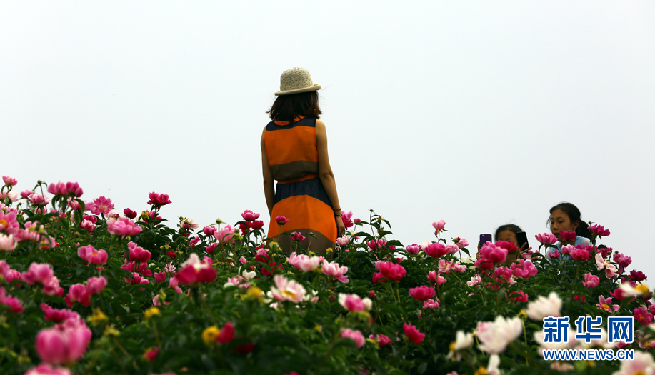 內蒙古：芍藥花開醉遊人