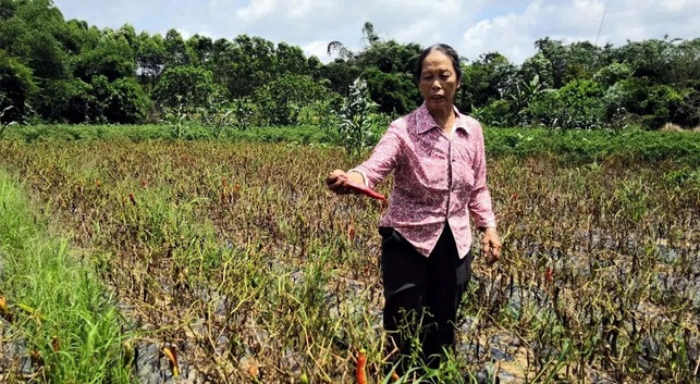 【八桂大地、八桂大地欽州】廣西：辣椒豐收卻遇滯銷 萬畝尖椒無人收