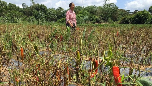 【八桂大地、八桂大地欽州】廣西：辣椒豐收卻遇滯銷 萬畝尖椒無人收