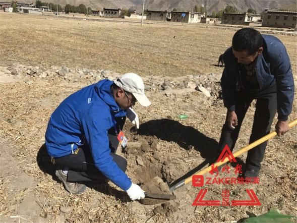 黑龍江援藏幹部：“青稞增産模式”助力仁布縣脫貧