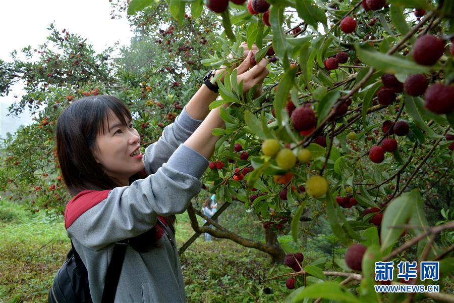 貴州榕江：趣味楊梅節迎四方客