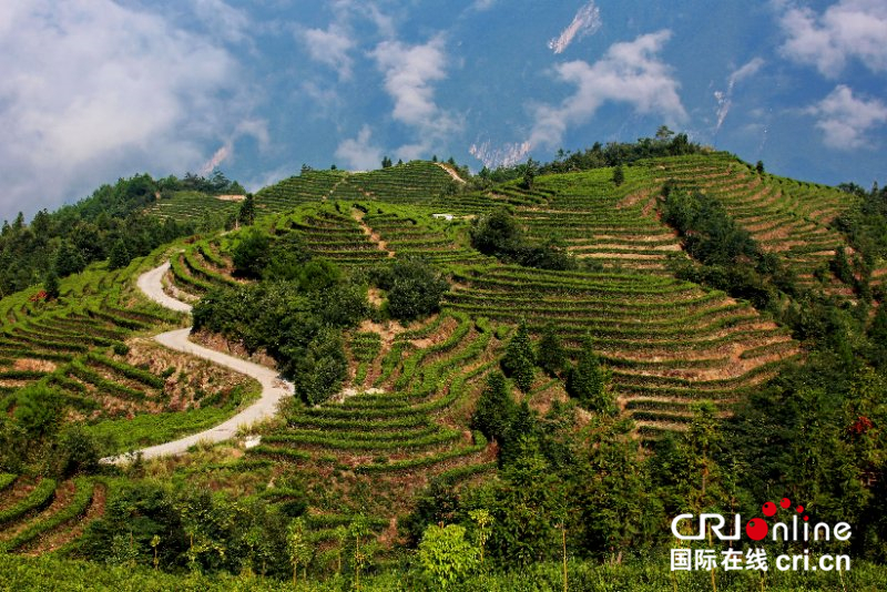 湖北巴東：茶旅巧融合 茶鄉變景區