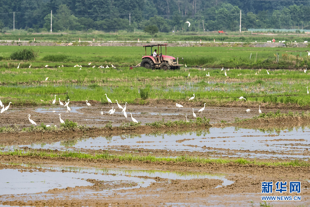 安徽：夏種田園美如畫 鐵牛耕耘白鷺飛