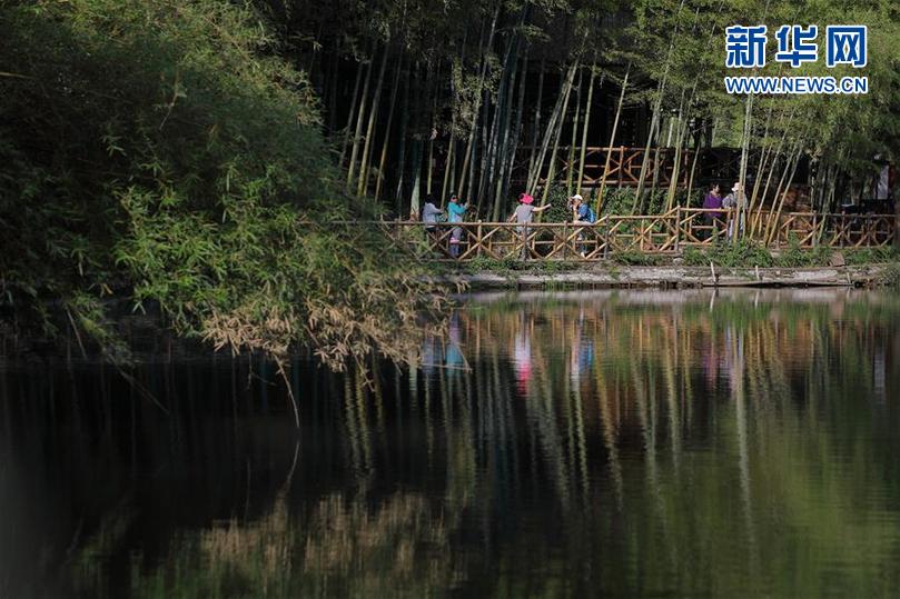 宜賓：300余萬畝竹林裏的金山銀山