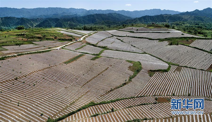 陜西洛南：錦繡大地蘊豐收